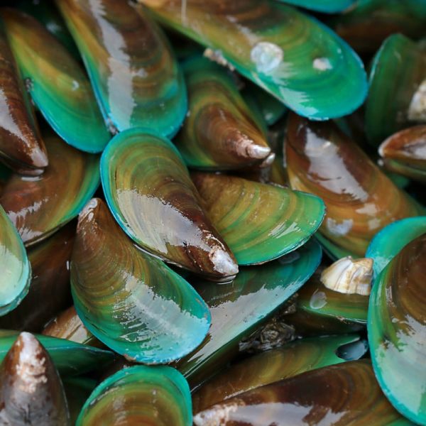 Green mussels fresh (per kg)  Origin Pakistan - Image 2