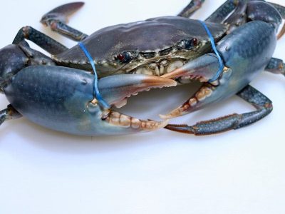 Live Mud crab 400 grams+ per piece