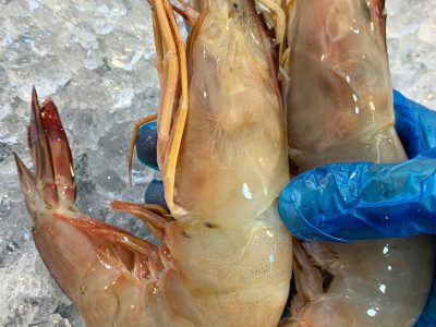 Sea white prawns large