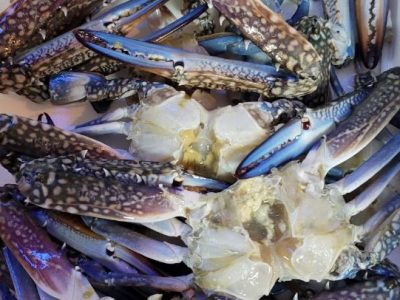 blue-swimming-crab-scaled-e1738946854516-300x225